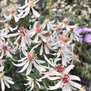 Symphyotrichum (Aster) divaricatus