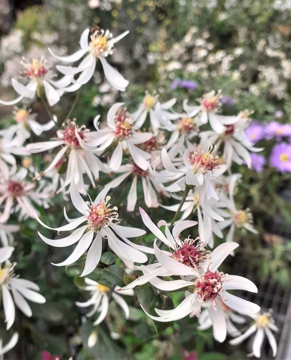 Aster_divaricatus2_WEB Symphyotrichum (Aster) divaricatus