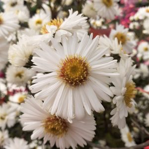 Symphyotrichum (Aster) novi-belgii 'White Ladies'
