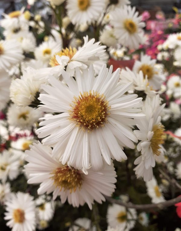 Aster_novi-belgii_White_Ladies_WEB Symphyotrichum (Aster) novi-belgii 'White Ladies'