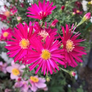 Symphyotrichum (Aster) novi-blegii 'Winston Churchill'