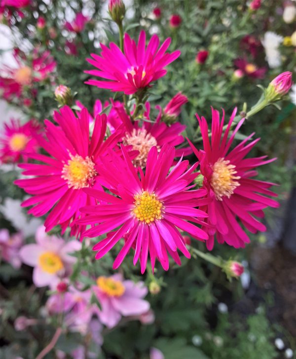 Symphyotrichum (Aster) novi-blegii 'Winston Churchill' | Proctors Nursery