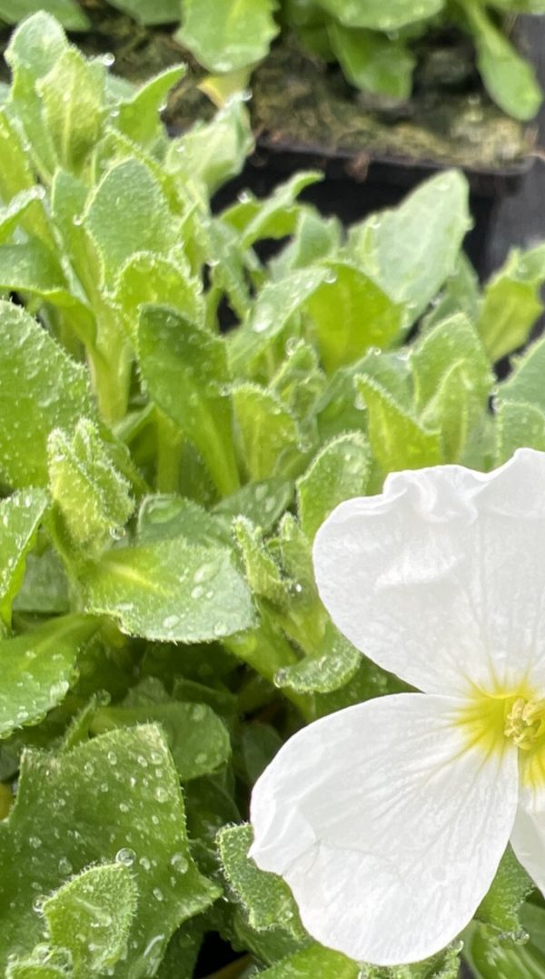 Aubrieta 'Florado White'