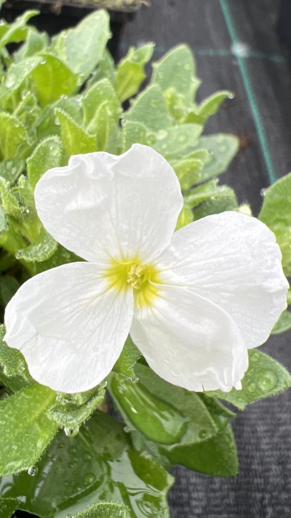Aubrieta 'Florado White'
