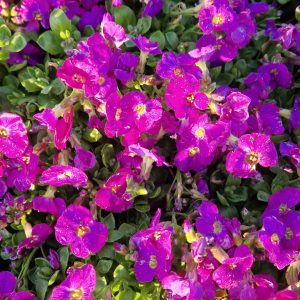 Aubrieta 'Kitte Blue'