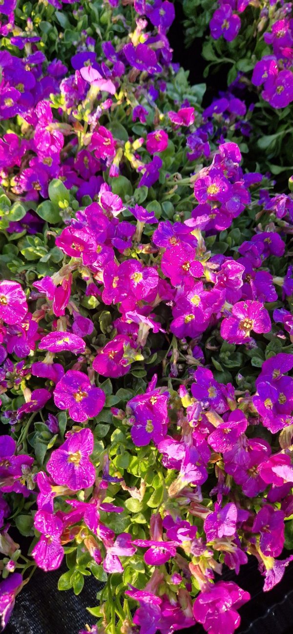 Aubrieta 'Kitte Blue'