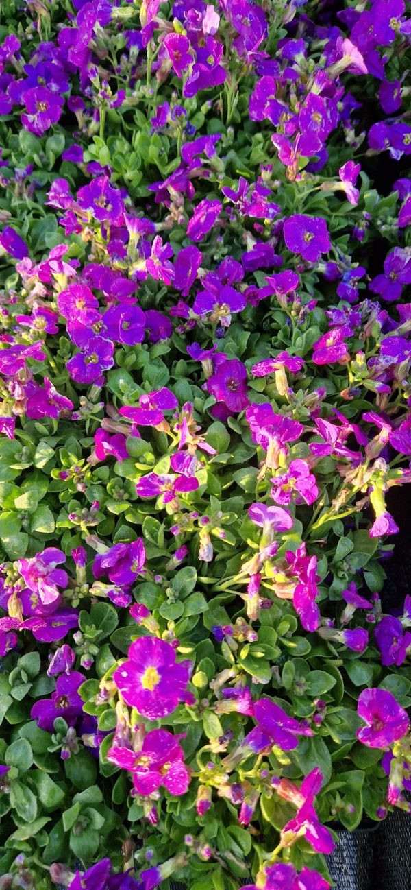 Aubrieta 'Kitte Blue'