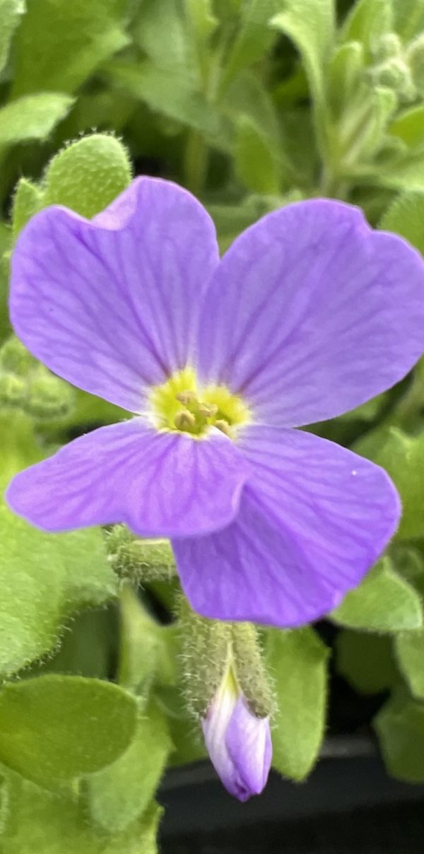 Aubrieta 'Royal Blue' Aubrieta 'Royal Blue'