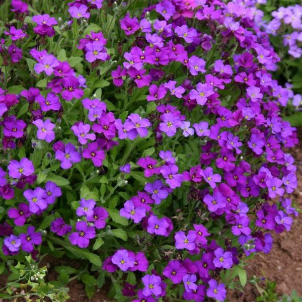 Aubrieta 'Royal Blue'2 Aubrieta 'Royal Blue'