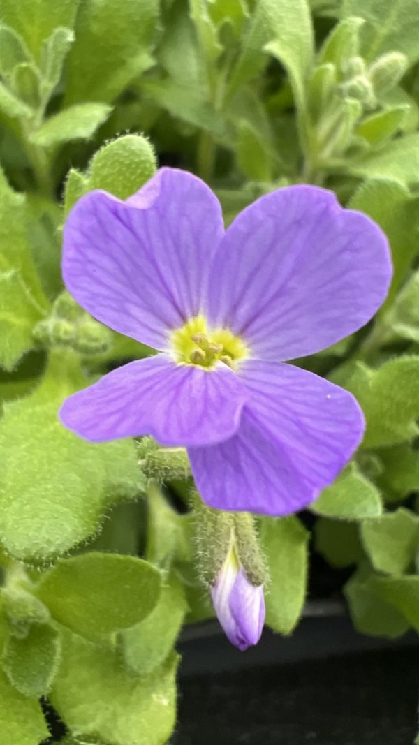 Aubrieta 'Royal Blue'3 Aubrieta 'Royal Blue'