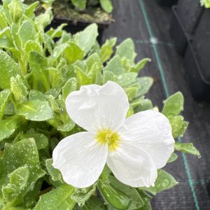 Aubrieta 'Florado White'