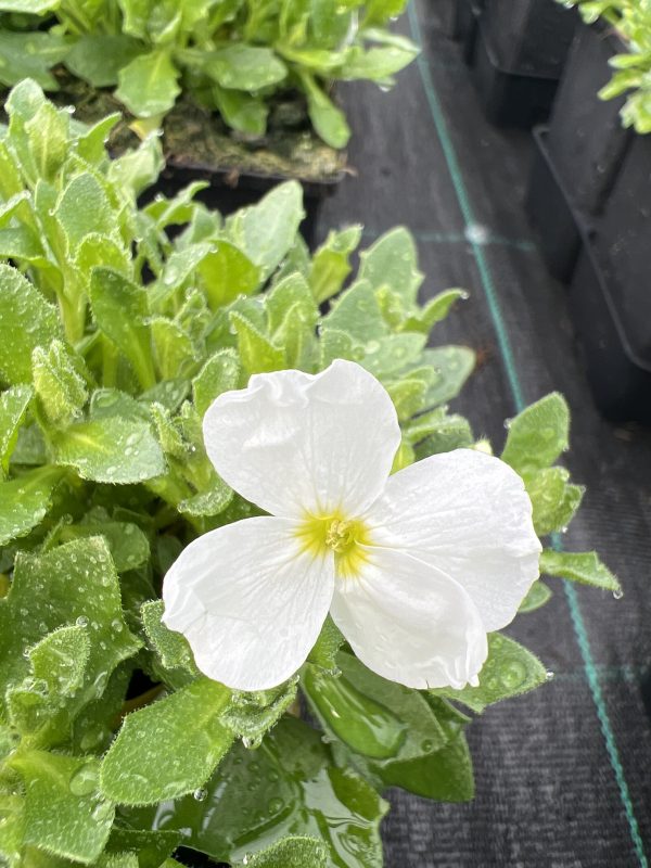Aubrieta 'Florado White'