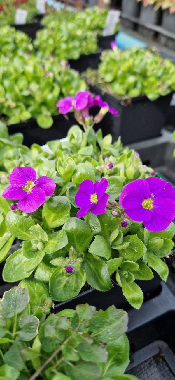 Aubrieta 'Kitte Blue'