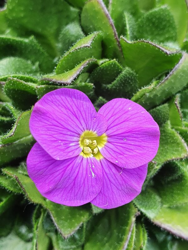 Aubrieta 'Kitte Blue'