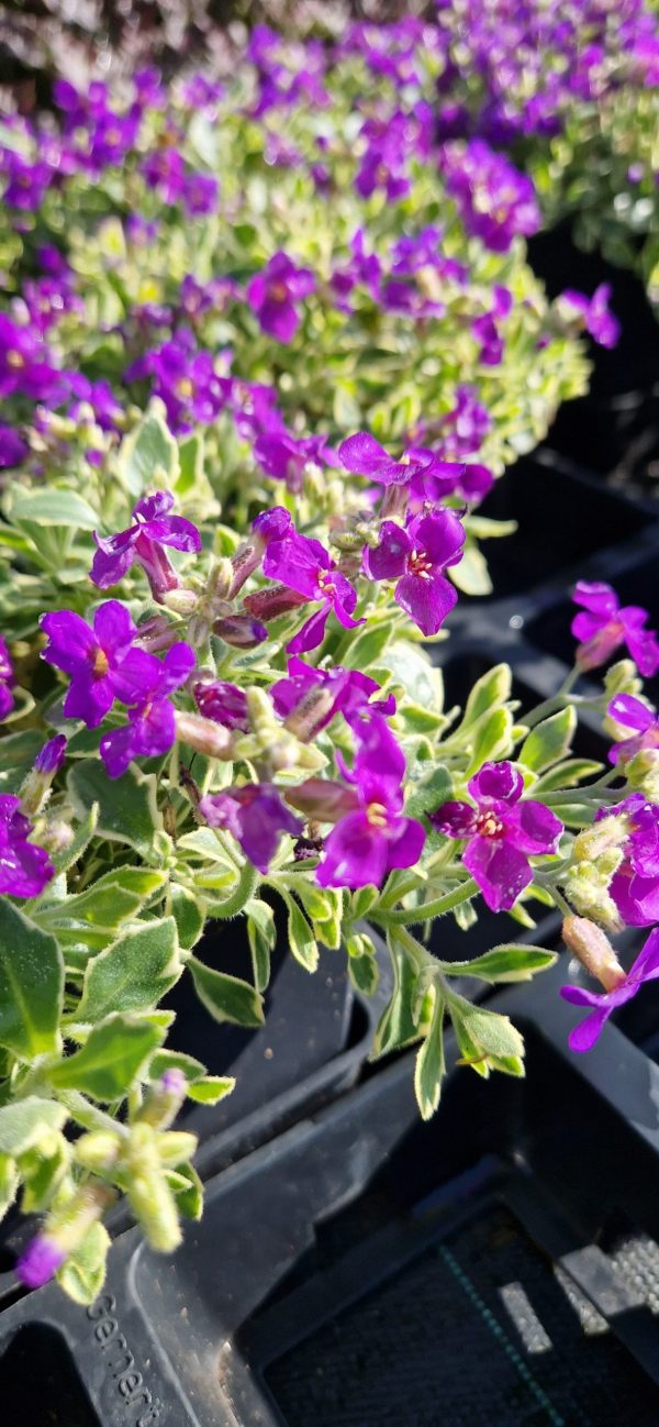 Aubrieta ‘Dr. Mules Variegata’2 Aubrieta ‘Dr. Mules Variegata’