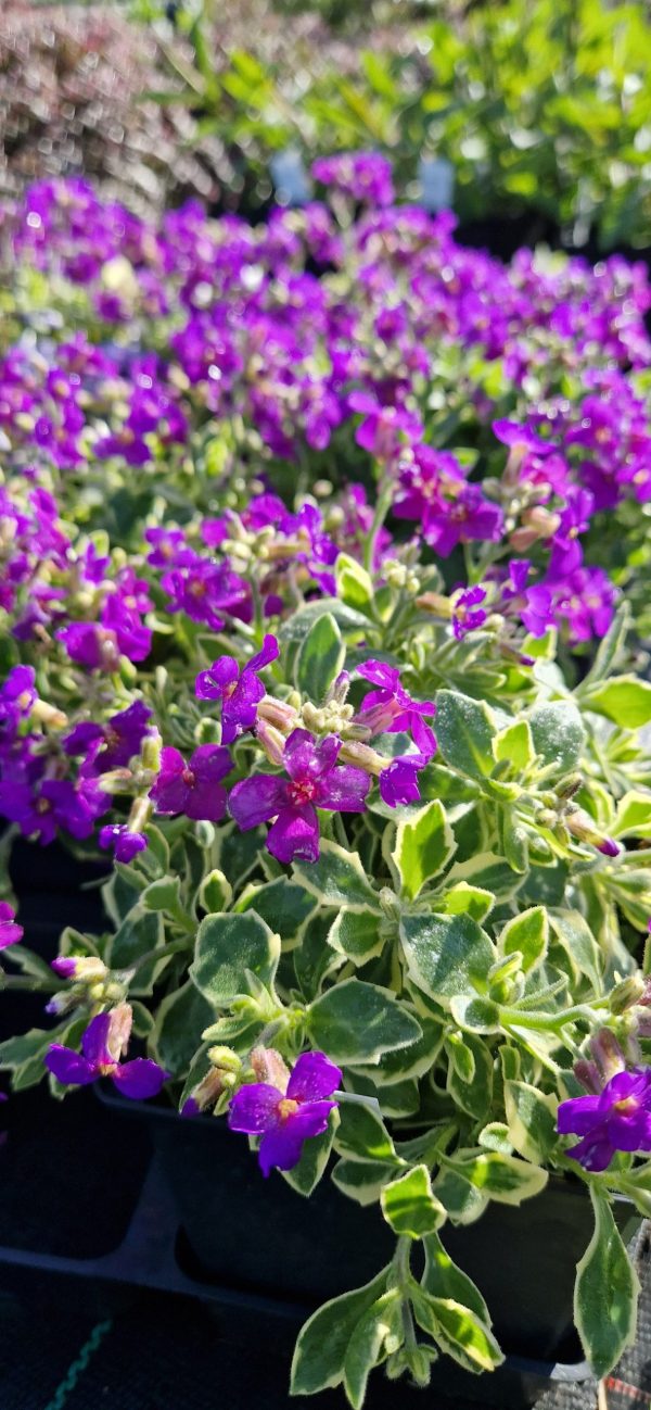 Aubrieta ‘Dr. Mules Variegata’3 Aubrieta ‘Dr. Mules Variegata’