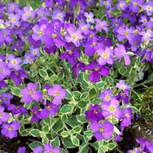 Aubrieta 'Dr. Mules Variegata'
