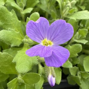 Aubrieta 'Royal Blue'