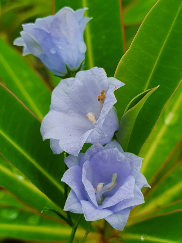 Campanula Elizabeth Oliver Campanula cochlearifolia 'Elizabeth Oliver'