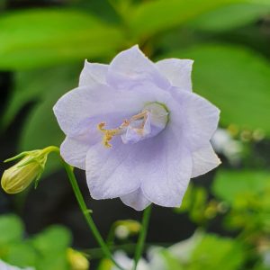 Campanula cochlearifolia 'Elizabeth Oliver'