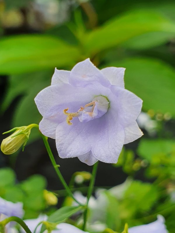 Campanula Elizabeth Oliver2 Campanula cochlearifolia 'Elizabeth Oliver'