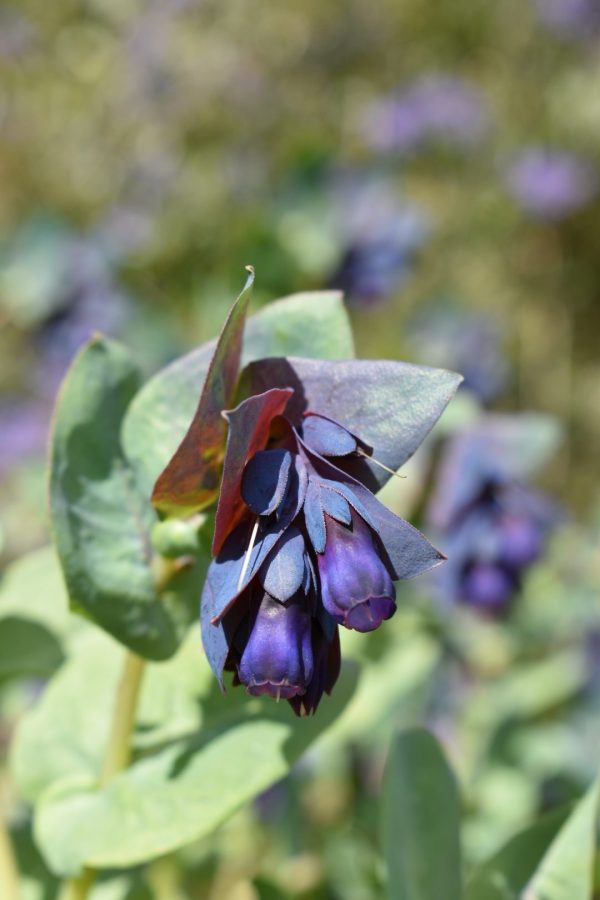 Cerinthe major 'Purpurascens'