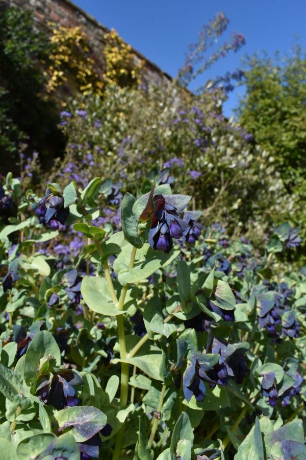 Cerinthe major 'Purpurascens'