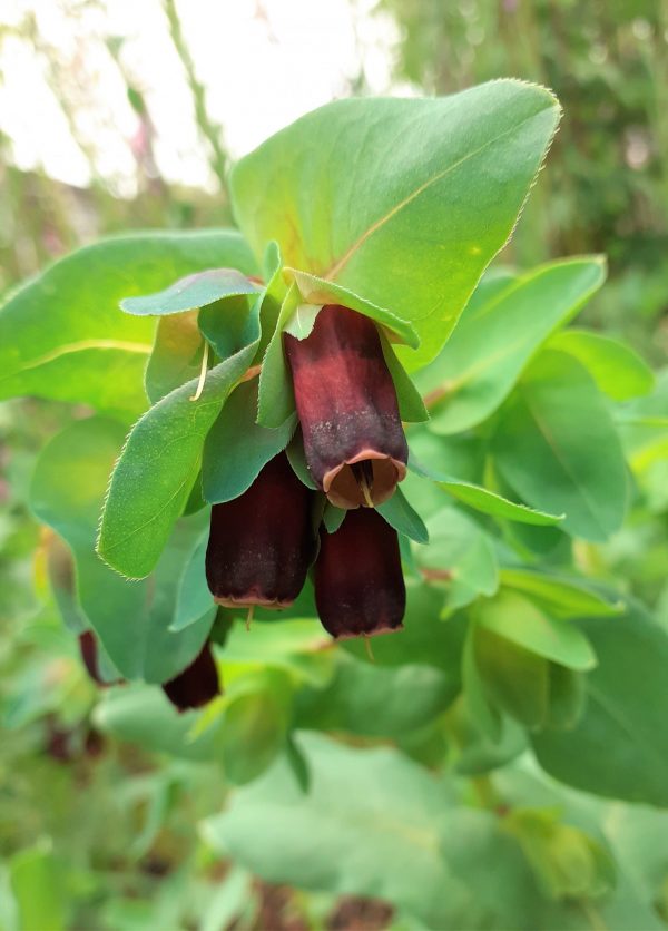 Cerinthe major 'Rhubarb and Custard'