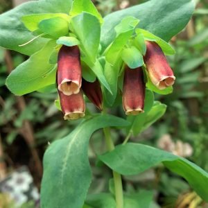 Cerinthe major 'Rhubarb and Custard'