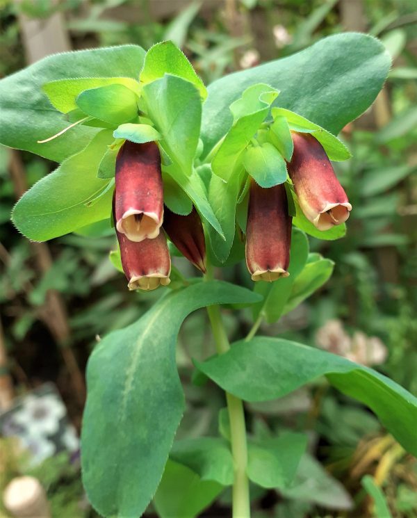 Cerinthe major 'Rhubarb and Custard'