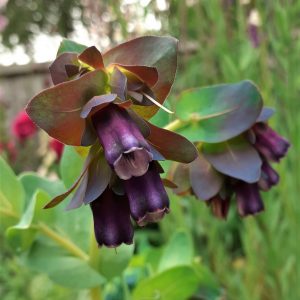 Cerinthe major 'Purpurascens'