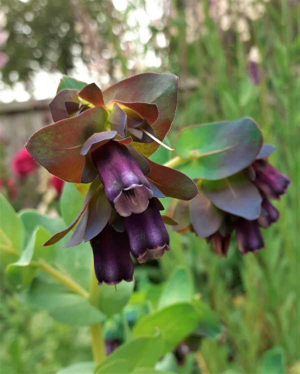 Cerinthe major 'Purpurascens'