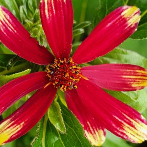 Coreopsis 'Bengal Tiger'
