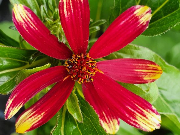 Coreopsis 'Bengal Tiger' Coreopsis 'Bengal Tiger'