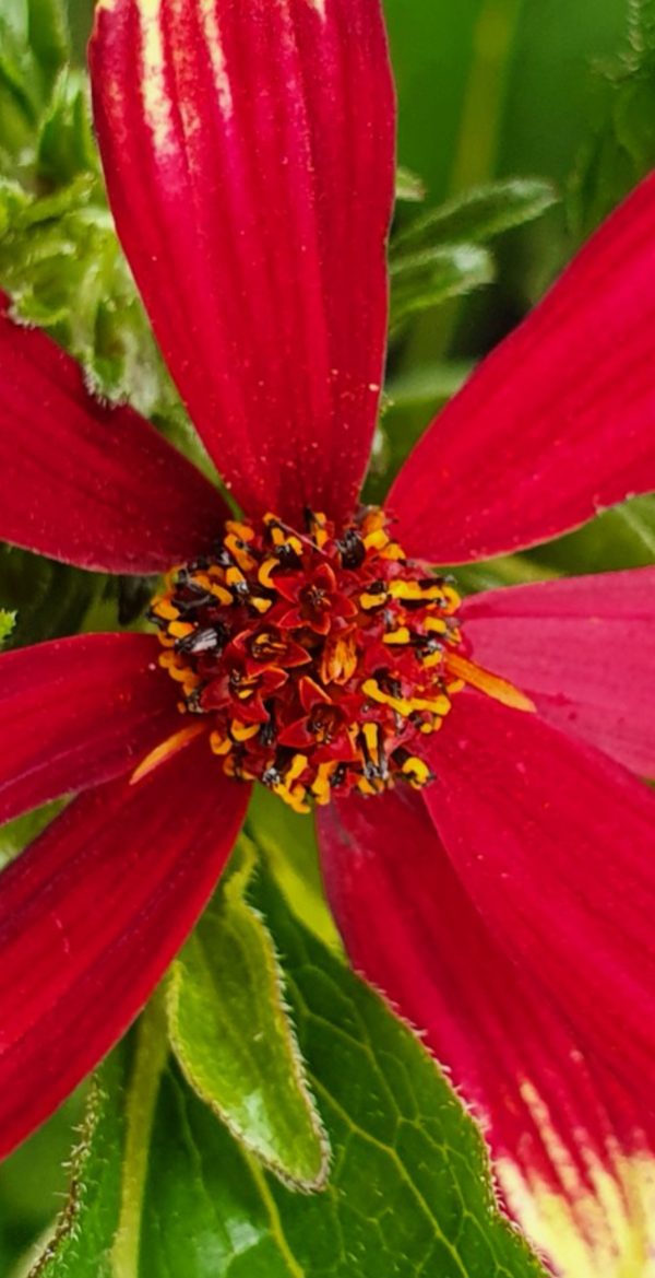 Coreopsis 'Bengal Tiger'2 Coreopsis 'Bengal Tiger'