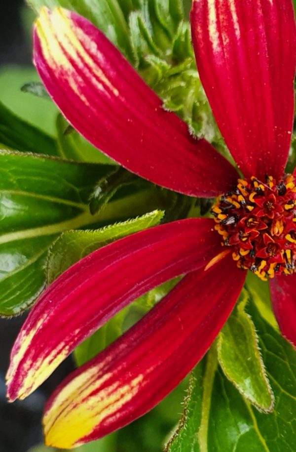 Coreopsis 'Bengal Tiger'3 Coreopsis 'Bengal Tiger'