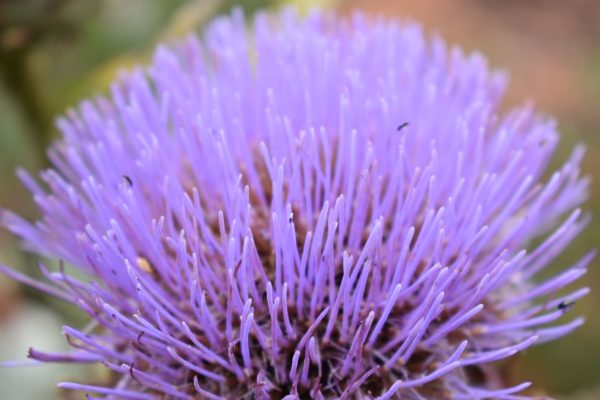 Cynara Cynara cardunculus