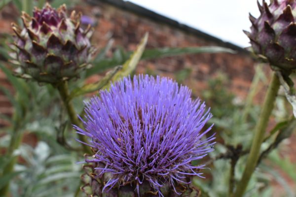 Cynara cardunculus Cynara cardunculus