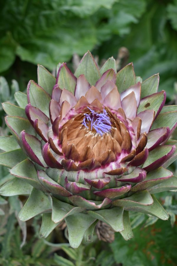 Cynara cardunculus Cynara cardunculus