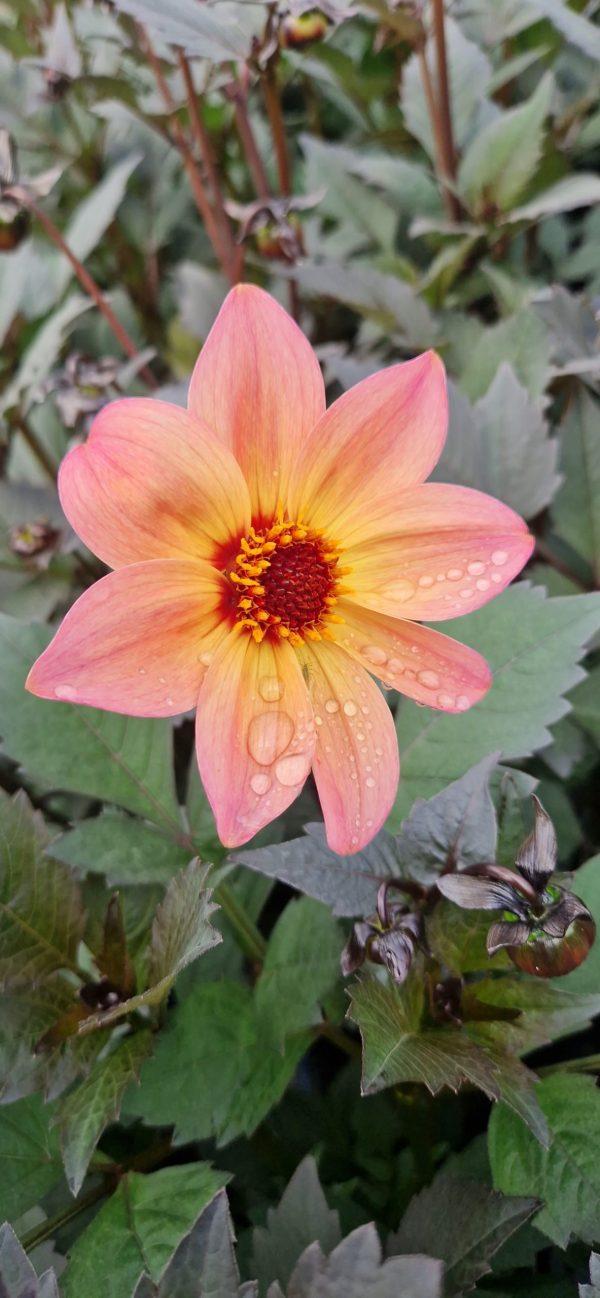 Dahlia 'Dreamy Fantasy' Dahlia 'Dreamy Fantasy'