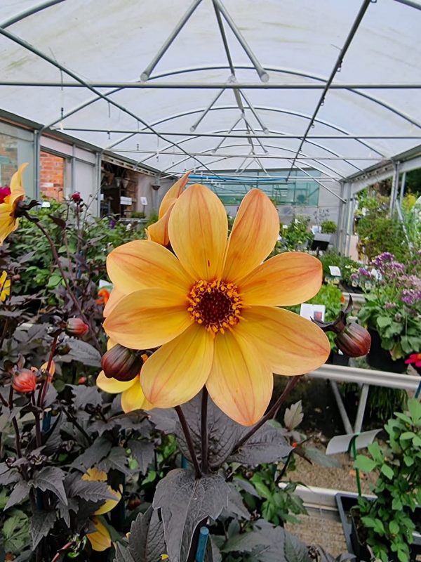 Dahlia 'Dreamy Fantasy'2 Dahlia 'Dreamy Fantasy'