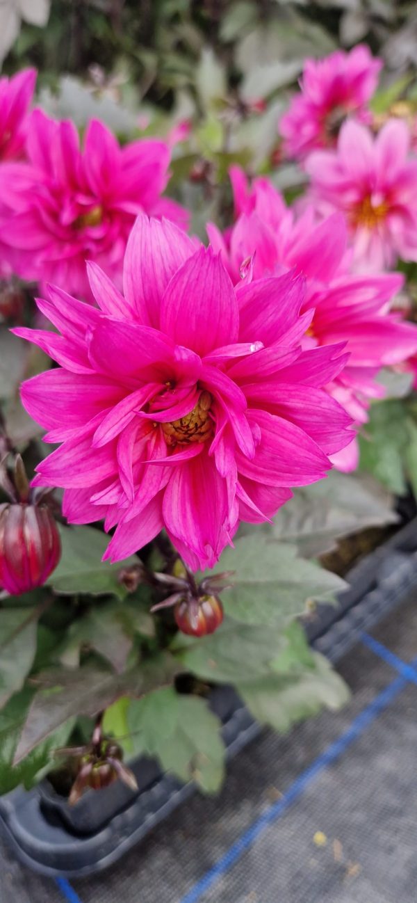 Dahlia 'Dreamy Kiss' Dahlia 'Dreamy Kiss'