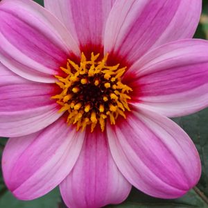 Dahlia 'Mystic Dreamer'