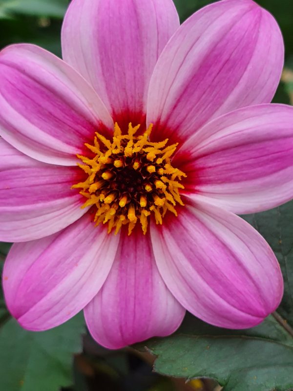 Dahlia 'Mystic Dreamer'