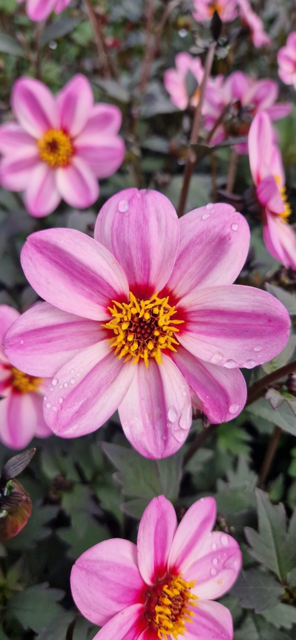 Dahlia 'Mystic Dreamer'