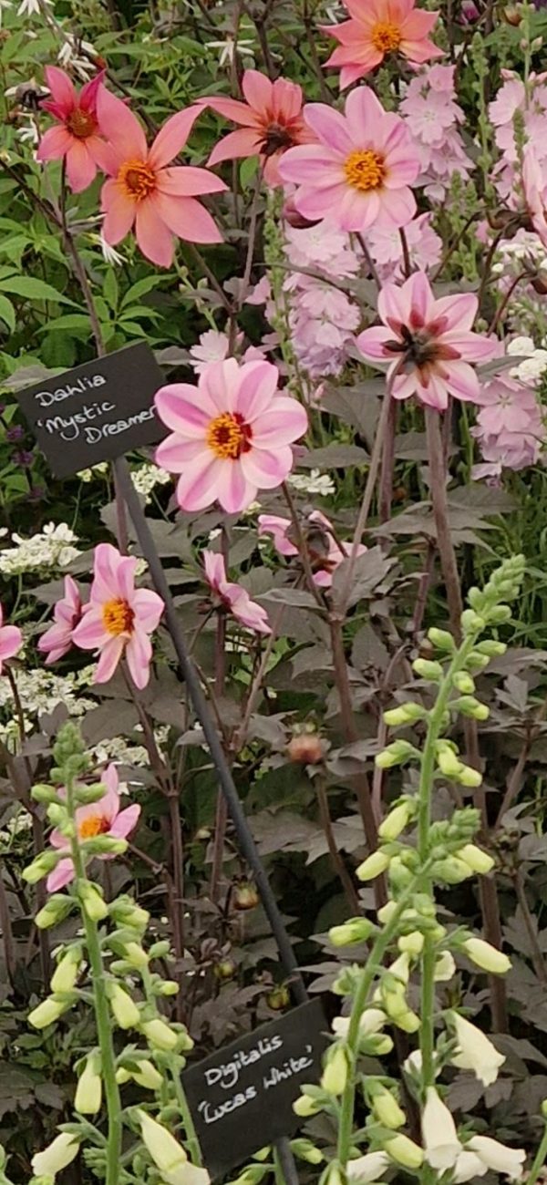 Dahlia 'Mystic Dreamer'