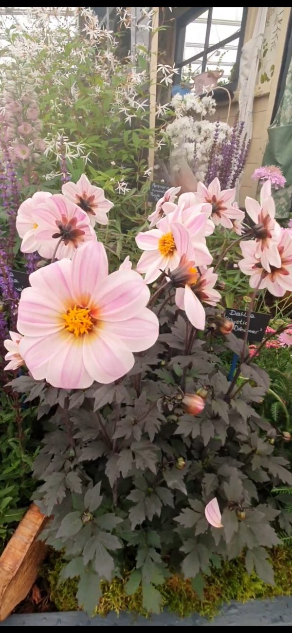 Dahlia 'Mystic Dreamer'