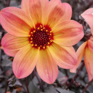 Dahlia 'Dreamy Fantasy'