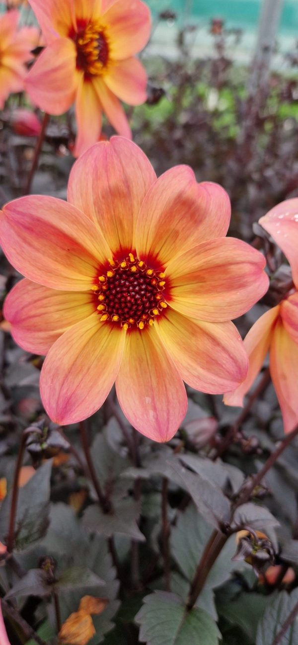 Dahlia dreamy fantasy Dahlia 'Dreamy Fantasy'
