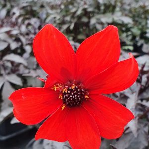 Dahlia 'Mystic Enchantment'